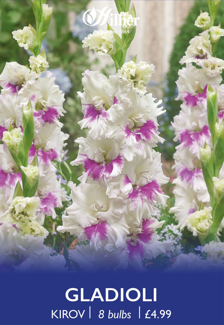 8718641997017 1 Gladiolus Kirov.jpg